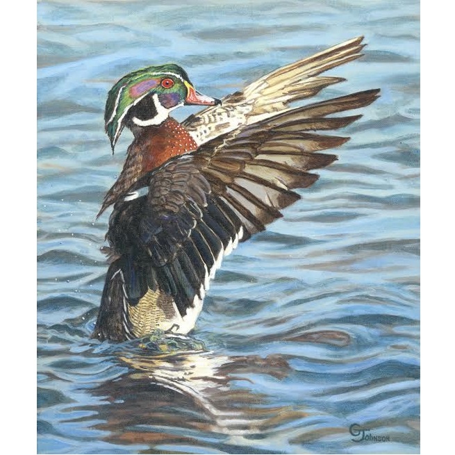 Wood Duck Print | Woodie | Gary Johnson