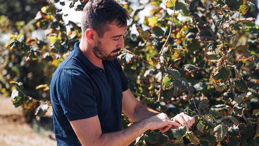 Produzione propria noccioleti italiani
