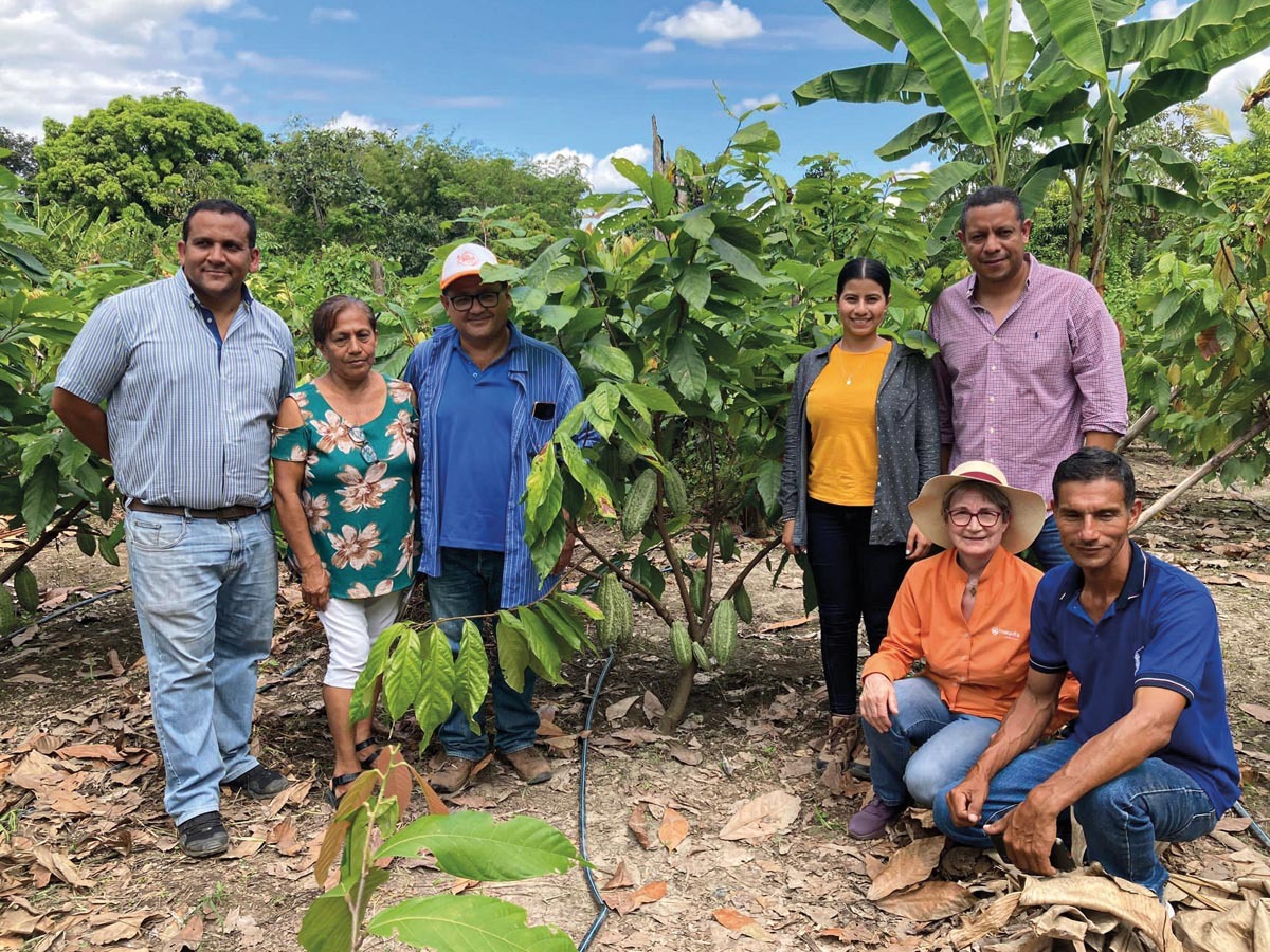 Kakaoplantagen an der Elfenbeinküste 