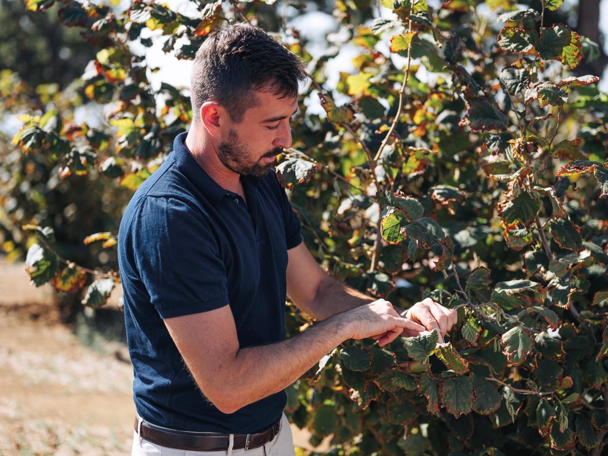 Produzione propria noccioleti italiani