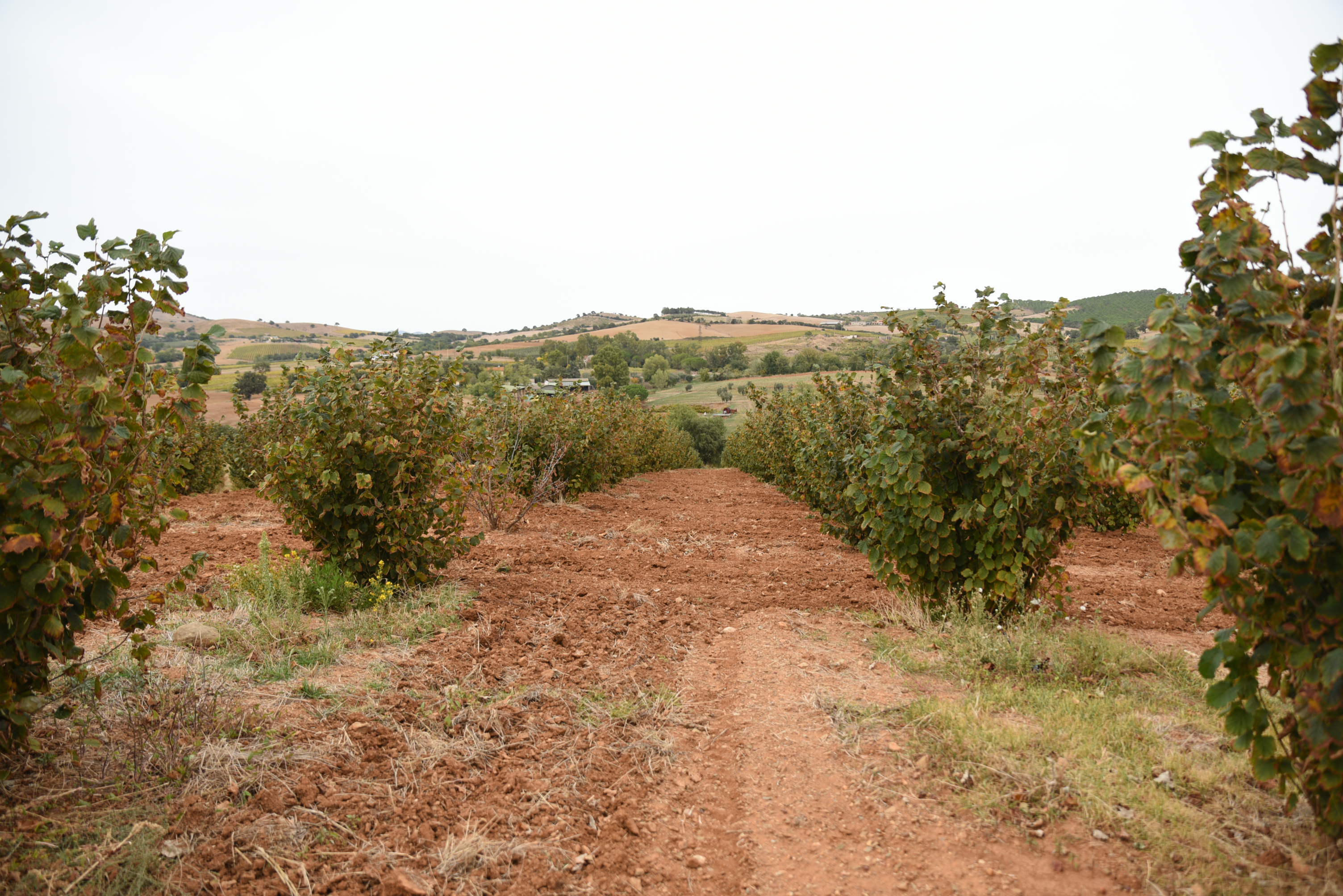 Noccioleti toscani