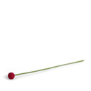 Wool Ball Flower Small