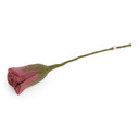 Wool Tulip