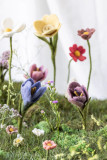 Small Wool Crocus