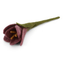 Small Wool Crocus