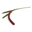 Wool Amaranth