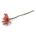 Wool Cosmos Flower