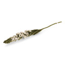 Wool Foxglove Flower
