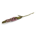 Wool Foxglove Flower