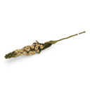 Wool Foxglove Flower