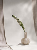 Wool Foxglove Flower