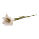 Wool Trumpet Lily Flower