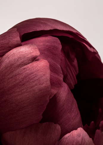 Peonia 01