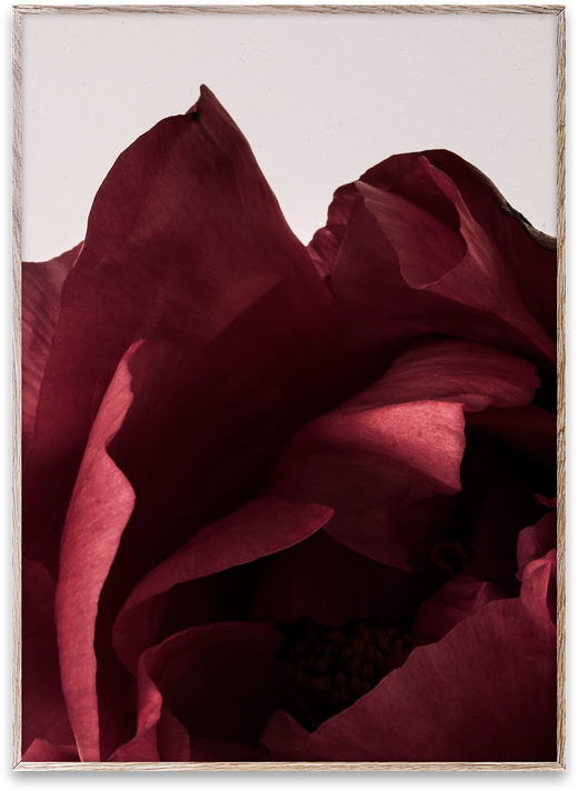 Peonia 03