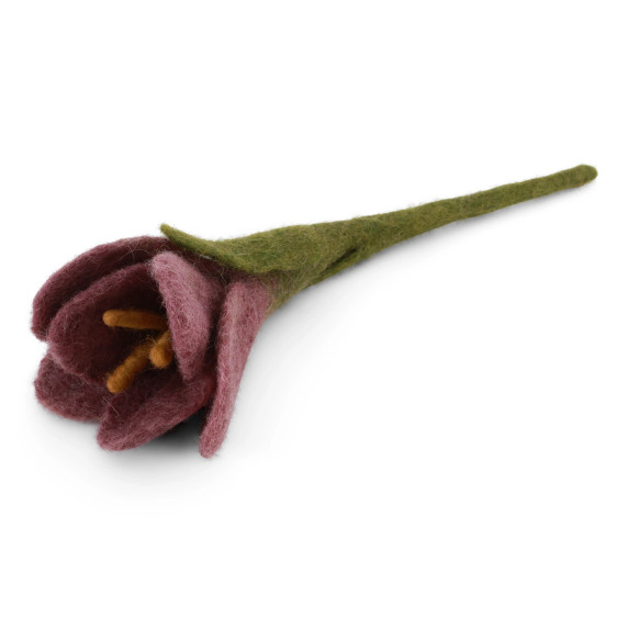 Small Wool Crocus