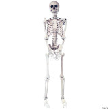 Sunstar 5' Skeleton Pose & Hold, life-sized plastic skeleton model standing upright with detailed bones display.