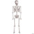 Sunstar 5' Skeleton Pose & Hold, detailed anatomical model of a human skeleton with bones clearly visible and labeled.