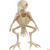 Sunstar Skeleton Parrot Prop 