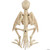 Sunstar Skeleton Parrot Prop 