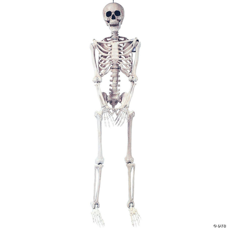 Sunstar 5' Skeleton Pose & Hold, life-sized plastic skeleton model standing upright with detailed bones display.