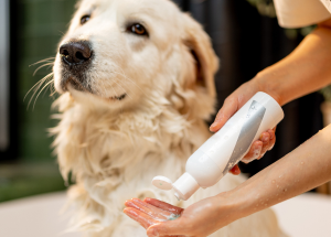 Pet Care