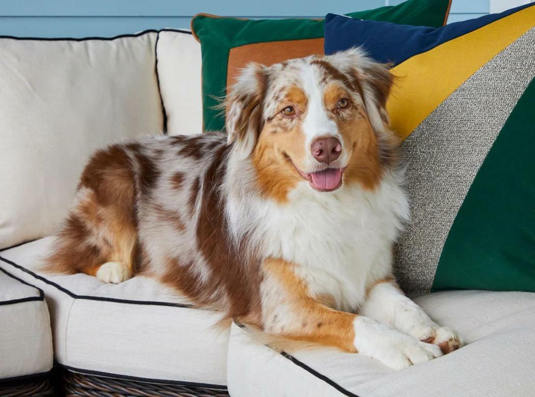 Sit, Stay, Style: The Best Furniture for Dog Owners