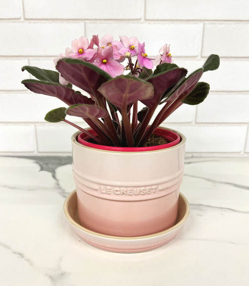 Le Creuset - Shell Pink Herb Planter with Tray