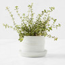 Le Creuset - White Herb Planter with Tray