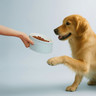 Staub - Light Blue 400ml Pet Bowl