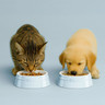 Staub - Light Blue 800ml Pet Bowl