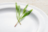 Royal Porcelain - 8.1" Contessa White Plate (36 Per Case) - 61106ST0575