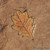 Proline SA2301 Oak Leaf Stamp