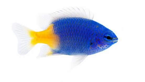 Reef Fish Wholesalers Pty Ltd Sydney's Premier Aquarium Fish