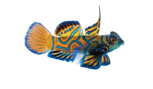 Reef Fish Wholesalers Pty Ltd Sydney's Premier Aquarium Fish