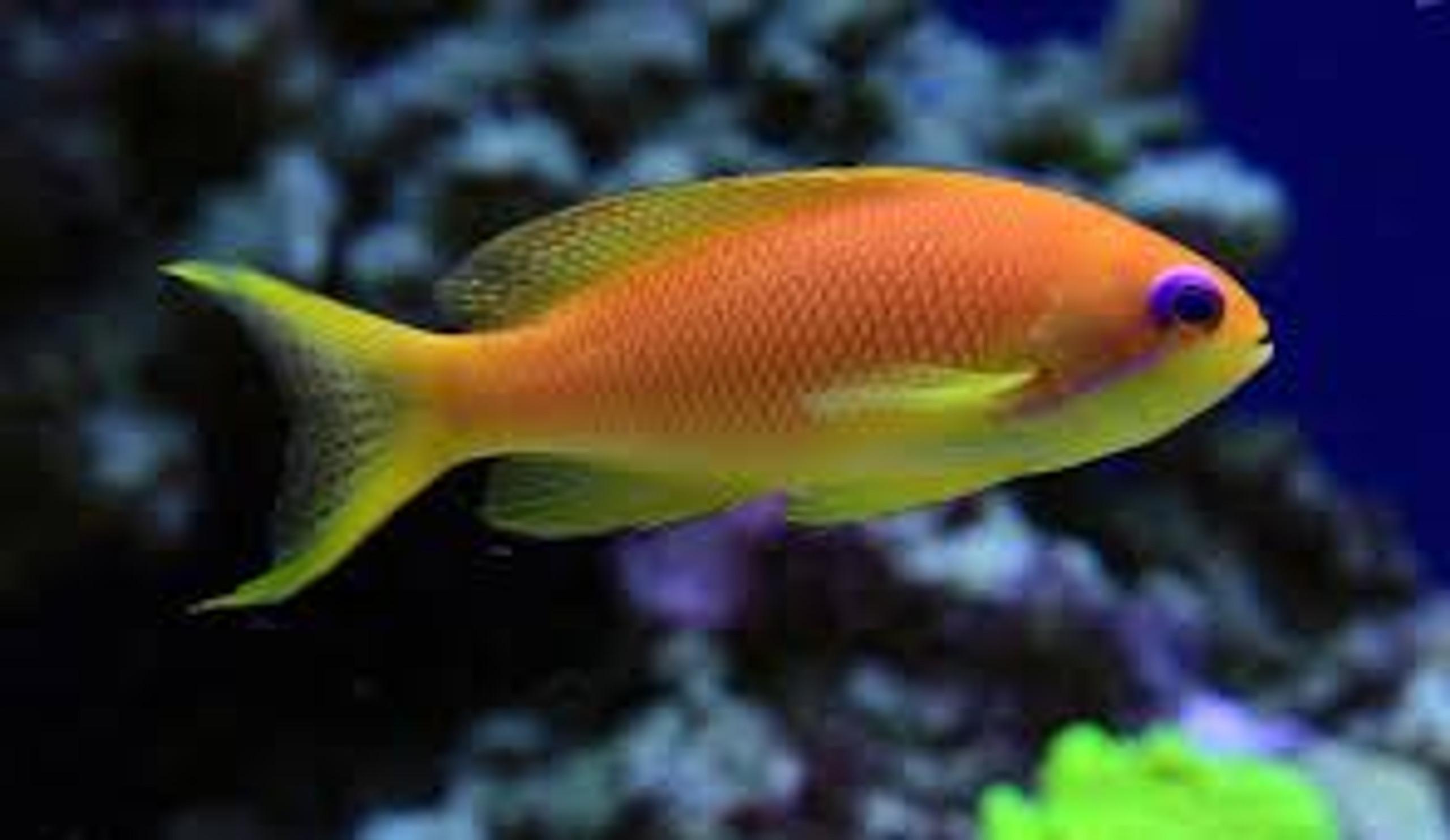 Marine Fish Anthias Reef Fish Wholesalers Pty Ltd Marine Fish Anthias Reef Fish Wholesalers Pty Ltd