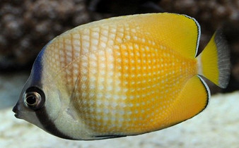 Klein's Butterflyfish