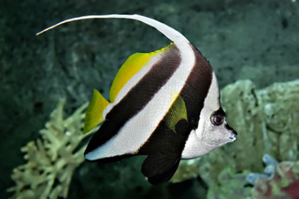 Singular Pennant Bannerfish