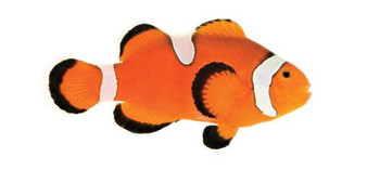 Orange Ocellaris Clownfish S