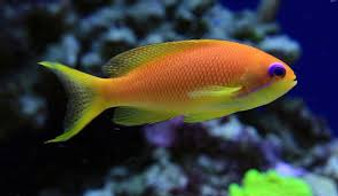 Lyretail Anthias (Female)