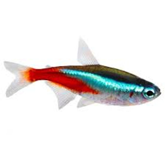 NEON TETRA