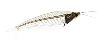 STRIPED GLASS CATFISH - 20 for $94