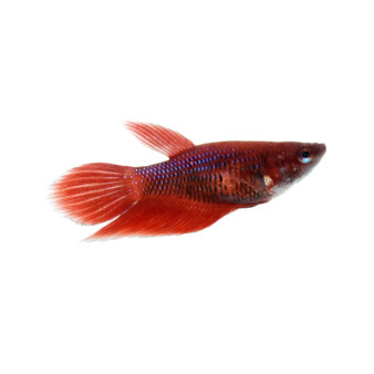 FEMALE BETTA - Nice Colour Mix - 10 for $30