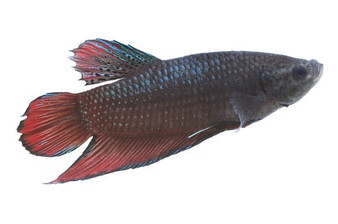 FEMALE BETTA 30mm