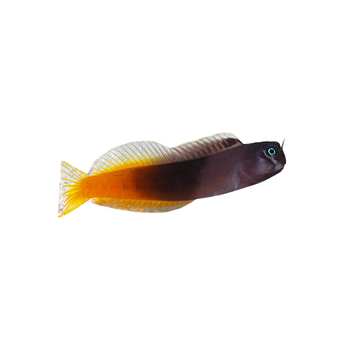 Bicolor Blenny