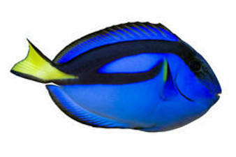 Blue Tang  S