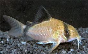 BANDIT CORYDORAS (METAE) 3CM