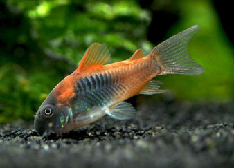 Corydoras Orange Venezuela 3CM