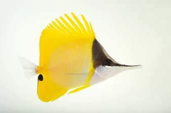 Yellow longnose butterflyfish M