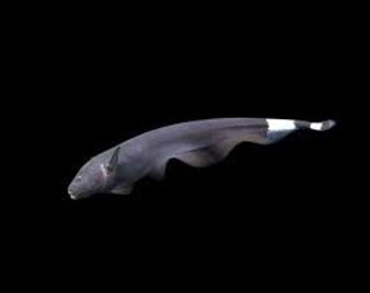 Black Ghost Knife Fish 40mm