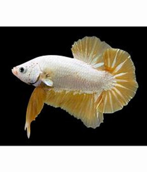 PLAKAT DOUBLE TAIL BETTA GOLD ALL SIZE